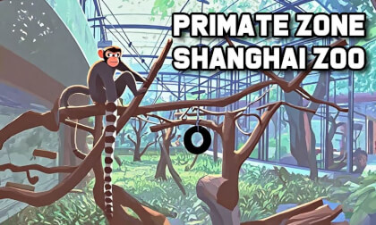 Primate Zone, Shanghai Zoo VR Video Primate Zone, Shanghai Zoo VR