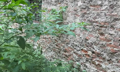 IMG_6255_side_by_side VR Video IMG_6255_side_by_side VR