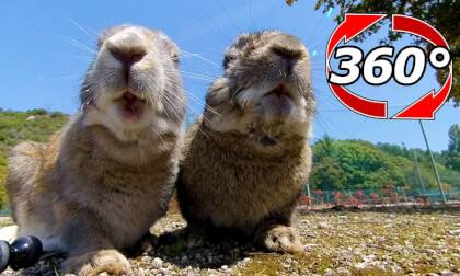 [360 Video] Rabbits that eat side by side.