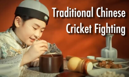 Traditional Chinese Cricket Fighting VR Video Traditional Chinese Cricket Fighting VR
