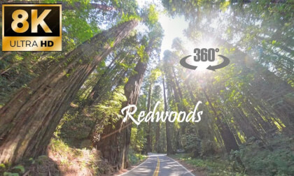 Riding through the Redwoods on a Ninja 1000.  8K 360 Degree Video. VR Video Riding through the Redwoods on a Ninja 1000.  8K 360 Degree Video. VR