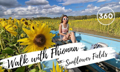 Sunflower Fields- Walk with Fhionna Sunflower Fields- Walk with Fhionna