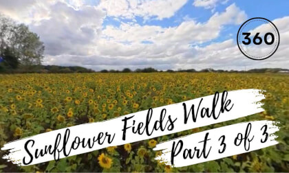 Sunflowre Field Walk Part 3 VR Video Sunflowre Field Walk Part 3 VR