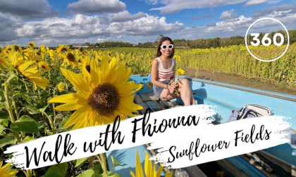 Walking with Fhionna Sunflower Fields