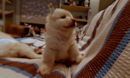 the puppy just starts licking you the puppy just starts licking you