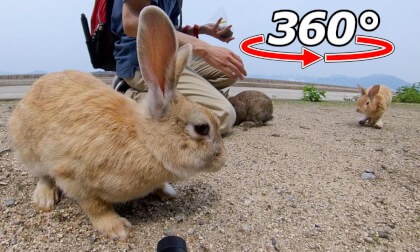 VR 360° | A rabbit makes a long-distance dash! It came over to me while I was playing! VR Video VR 360° | A rabbit makes a long-distance dash! It came over to me while I was playing! VR