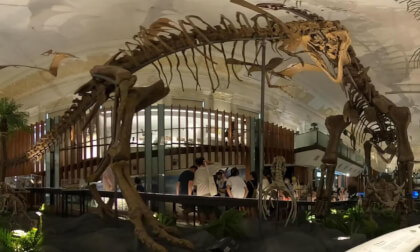 20220820 Amber到台博館看恐龍化石GS011334-321 20220820 Amber到台博館看恐龍化石GS011334-321