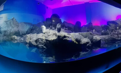 Langkawi Aquarium shellfish /mollusks nautilus fossil ammonite  penguin兰卡威水族馆 贝类 鹦鹉螺化石 菊石 企鹅 巨骨舌鱼标本 Langkawi Aquarium shellfish /mollusks nautilus fossil ammonite  penguin兰卡威水族馆 贝类 鹦鹉螺化石 菊石 企鹅 巨骨舌鱼标本