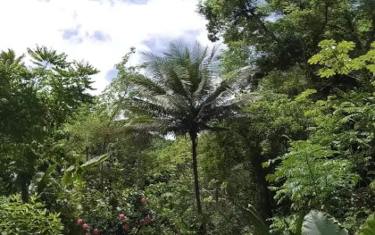 Sainte Lucie (Caraïbes) VR Video Sainte Lucie (Caraïbes) VR