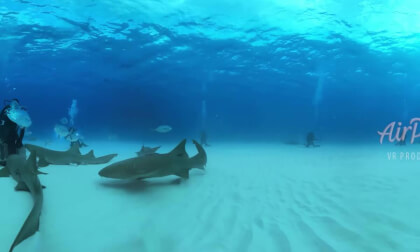 Nage Requins (Bahamas) VR Video Nage Requins (Bahamas) VR