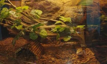 马来西亚兰卡威 爬行动物馆、热带鸟类、巨骨舌鱼等 VR Video 马来西亚兰卡威 爬行动物馆、热带鸟类、巨骨舌鱼等 VR