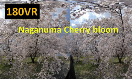Japan Naganuma cherry blossoms