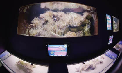 兰卡威 水族馆箱子 目前水族馆拍摄的上限水平 VR Video 兰卡威 水族馆箱子 目前水族馆拍摄的上限水平 VR