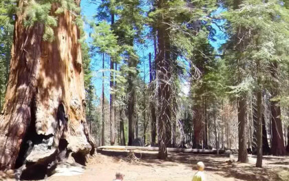 Séquoia Géant (Californie) VR Video Séquoia Géant (Californie) VR