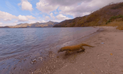 Komodo (Indonésie) Komodo (Indonésie)