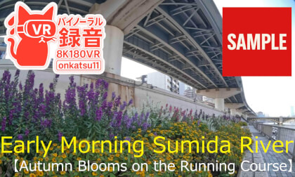【SAMPLE】🌅 Early Morning Sumida River—Autumn Blooms on the Running Course (8K VR180 & Binaural Audio)