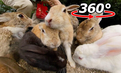 VR 360° | A huge gathering of over 10 colorful rabbits! VR 360° | A huge gathering of over 10 colorful rabbits!