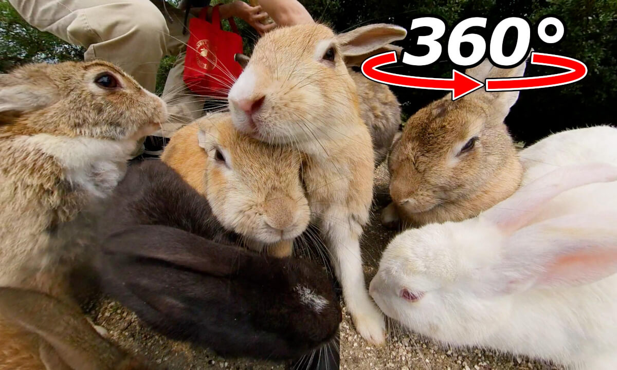 VR 360° | A huge gathering of over 10 colorful rabbits!