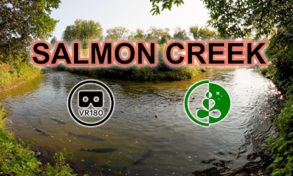 🐟 Tranquil Creekside | Spawning Salmon in VR180 | Nature Relaxation in 3D VR Video 🐟 Tranquil Creekside | Spawning Salmon in VR180 | Nature Relaxation in 3D VR