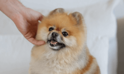 video_vr180_equirect_tb video_vr180_equirect_tb