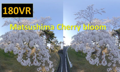Japan Matsushima Cherry blossoms