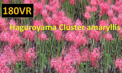 Japan Haguroyama Cluster amaryllis