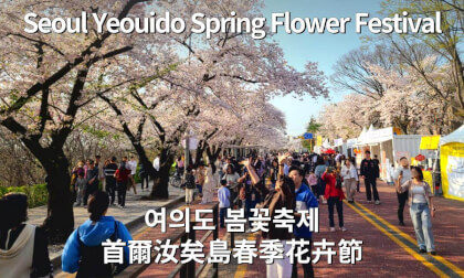Yeouido Cherry Blossom Walking Tour 🌸 | Seoul Spring near National Assembly | 360° Street View Yeouido Cherry Blossom Walking Tour 🌸 | Seoul Spring near National Assembly | 360° Street View