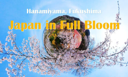 Japan in Full Bloom 🌸Hanamiyama, Fukushima