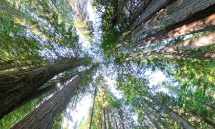 Ka Papa old growth Cedar Trail near Creston, West Kootenay, British Columbia (8k, 360) Ka Papa old growth Cedar Trail near Creston, West Kootenay, British Columbia (8k, 360)