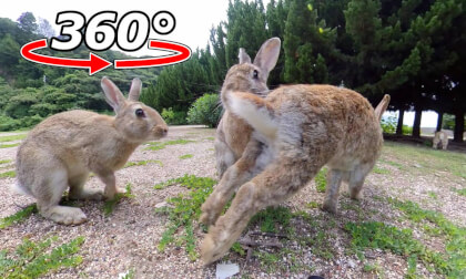 VR 360° | The chase suddenly begins! VR 360° | The chase suddenly begins!