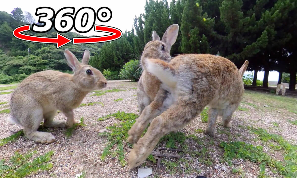 VR 360° | The chase suddenly begins!