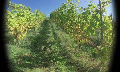 Winery-Am Sonnenstück, Schliengen-Germany Part2