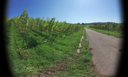 Winery-Am Sonnenstück, Schliengen-Germany Part4