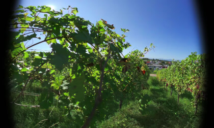 Winery-Am Sonnenstück, Schliengen-Germany Part5