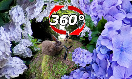 [360 Video] Meet the rabbit in front of the beautifully blooming hydrangea.