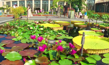 Detective Erika Hybrid Waterlily Longwood Gardens 180VR 8K VR Video Detective Erika Hybrid Waterlily Longwood Gardens 180VR 8K VR