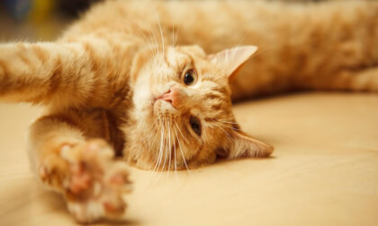 Orange Kittens in VR playing together VR Video Orange Kittens in VR playing together VR