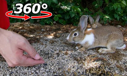 VR 360° | Are they on guard? I tried feeding two wild rabbits... VR 360° | Are they on guard? I tried feeding two wild rabbits...