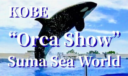 Kobe: Suma Sea World "Orca Show", JAPAN VR Video Kobe: Suma Sea World "Orca Show", JAPAN VR