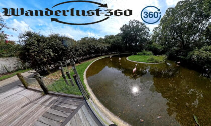 Louisiana Zoo Flamingos VR Video Louisiana Zoo Flamingos VR