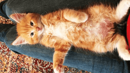 Cute kittens playing together. Enjoy!