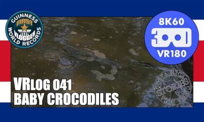 Baby Crocodiles - Costa Rica Stories: VRLOG 041 Baby Crocodiles - Costa Rica Stories: VRLOG 041