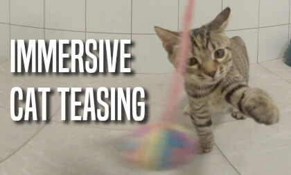 Immersive cat teasing VR Video Immersive cat teasing VR