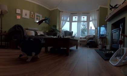 Scooter and Muffin - Cat Video Scooter and Muffin - Cat Video
