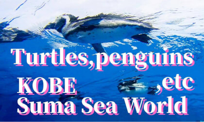 Kobe: Suma Sea World "Turtles, Penguins, etc", JAPAN Kobe: Suma Sea World "Turtles, Penguins, etc", JAPAN