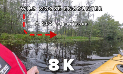 Wild Moose Runs Beside My Kayak – Unreal Swedish Nature Moment Wild Moose Runs Beside My Kayak – Unreal Swedish Nature Moment
