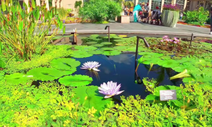White Purple Water Lilies Longwood Gardens 180VR 8K White Purple Water Lilies Longwood Gardens 180VR 8K