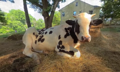 The Rescued Animals at Rosie's Farm Sanctuary 2023 3D 180 VR