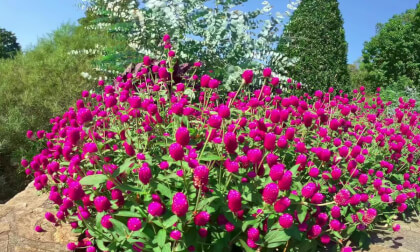 Hot Pink Craspedia Billy Balls Longwood Gardens 180VR 8K VR Video Hot Pink Craspedia Billy Balls Longwood Gardens 180VR 8K VR