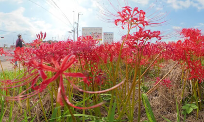 【scenery of japan】Cluster amaryllis blooming along the Yakachi River in Handa【Higanbana】 VR Video 【scenery of japan】Cluster amaryllis blooming along the Yakachi River in Handa【Higanbana】 VR